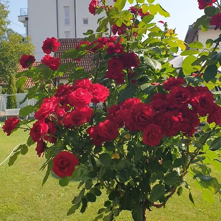 Comfort Vrnjačka Banja