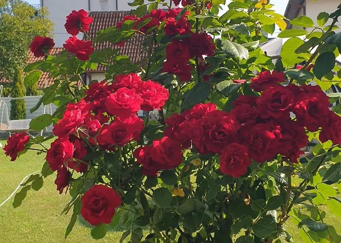 Comfort Vrnjačka Banja